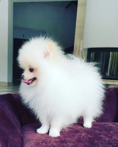 regalo  volpino pomerania &&&& | Foto 0