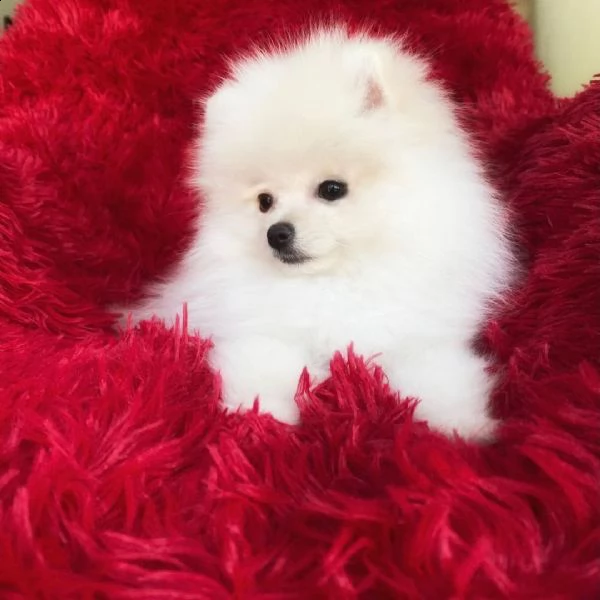 regalo  volpino pomerania &&&&