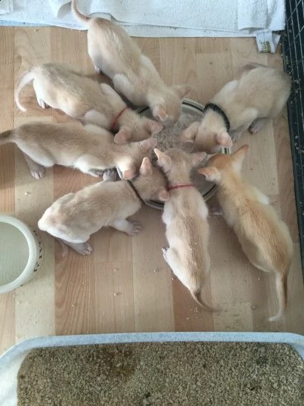 ,,disponibili gatti maschi e femmine in adozione,,