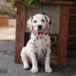 regalo cachorros dálmatas