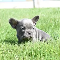regalo di cuccioli di bulldog francese