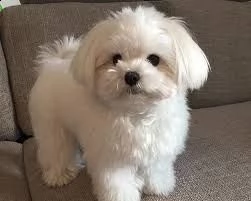 cuccioli di maltese