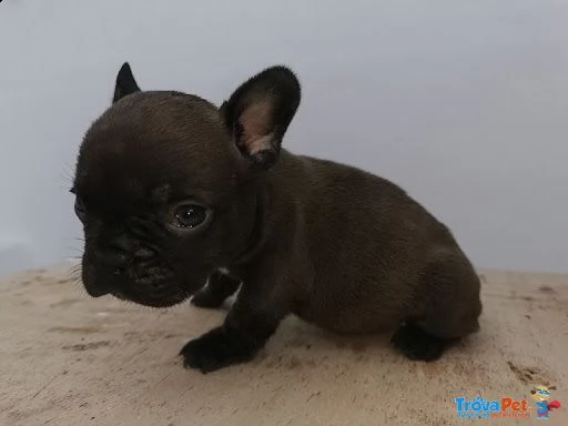cuccioli di bulldog francese