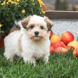 regalo di cuccioli havanese