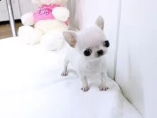 vendita cucciolo chihuahua