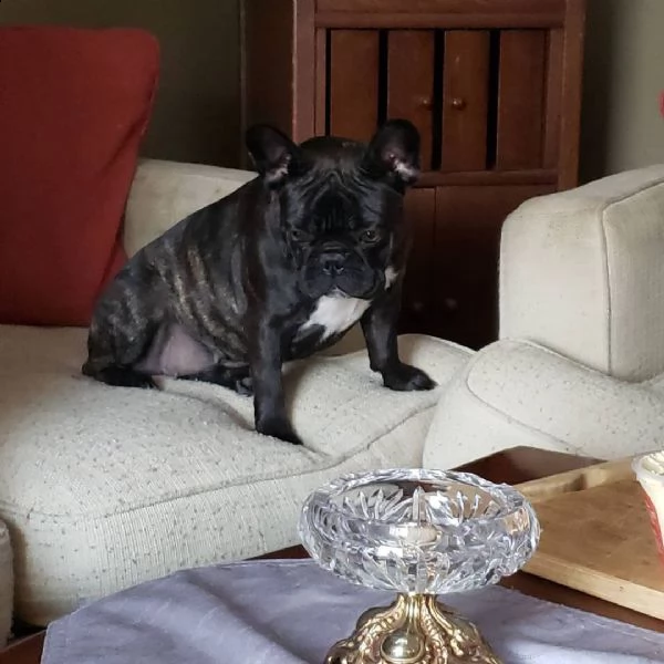 cucciolo bulldog francese | Foto 0