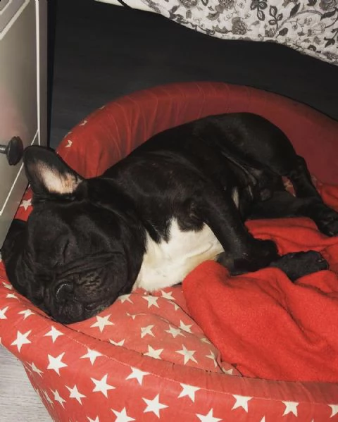 cucciolo bulldog francese