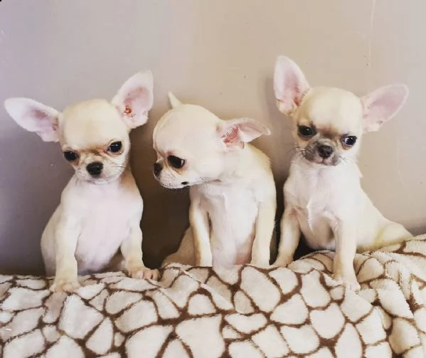cucciolo di chihuahua