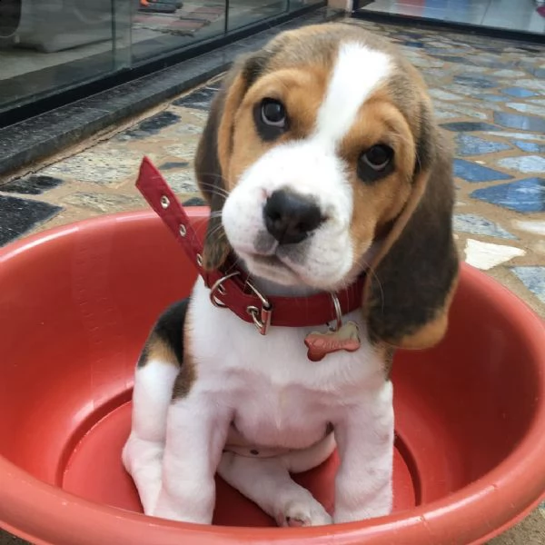 cucciolo di beagle