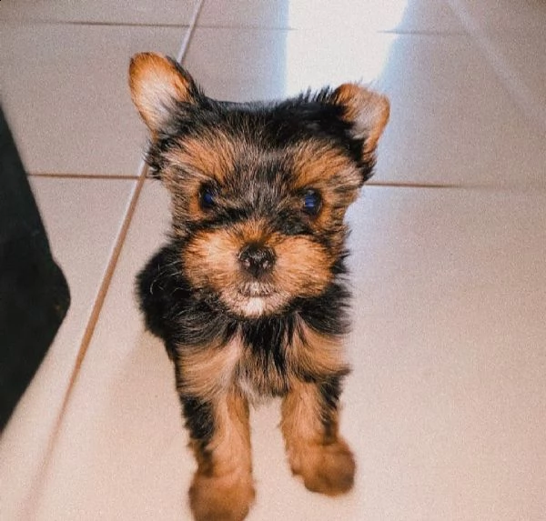 regalo cucciolo di yorkie maschio
