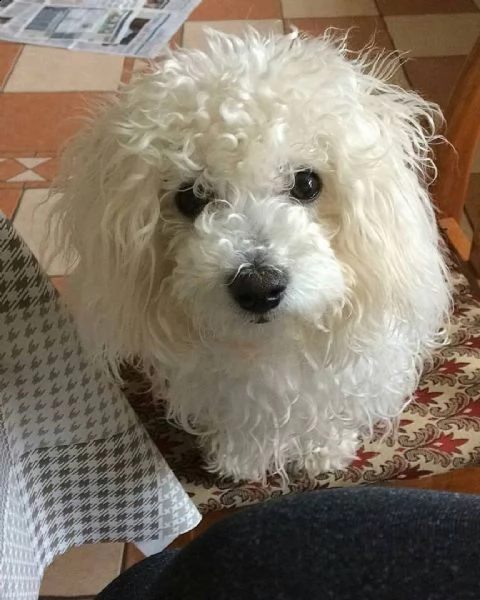 regalo cuccioli bolognesi