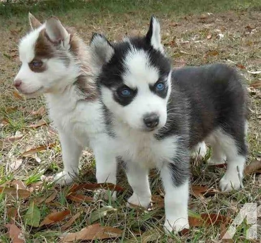 vendita cuccioli siberian husky