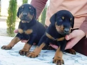 cuccioli di doberman in vendita