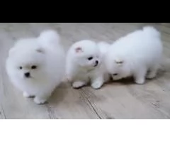 vendita cuccioli di pomerania