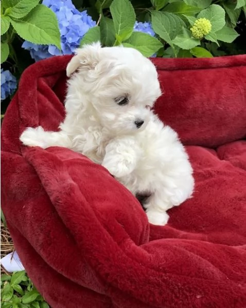 cuccioletto di maltese mini mini toy