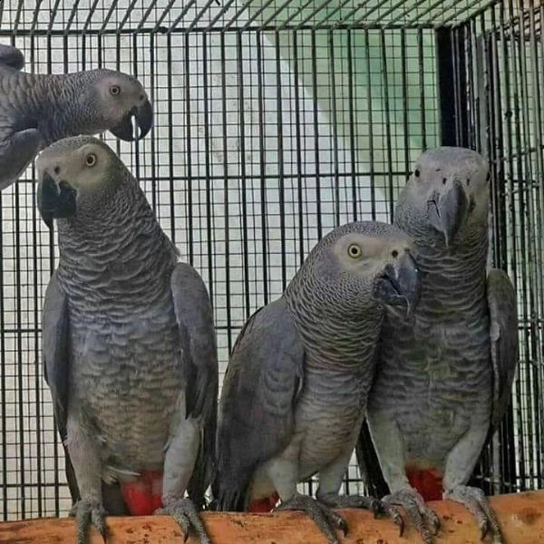pappagalli grigi africani per una nuova casa