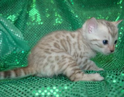 gattini bengala femmina pronti