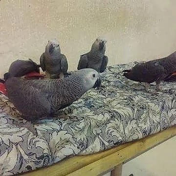 adorabili pappagalli grigi africani 6