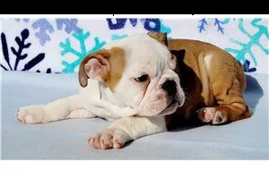 i nostri bellissimi cuccioli di cane toro. | Foto 0