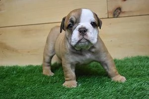 i nostri bellissimi cuccioli di cane toro.