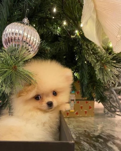 regalo  volpino pomerania mini toy  | Foto 0