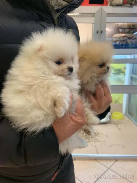 pomeranian mini toy 