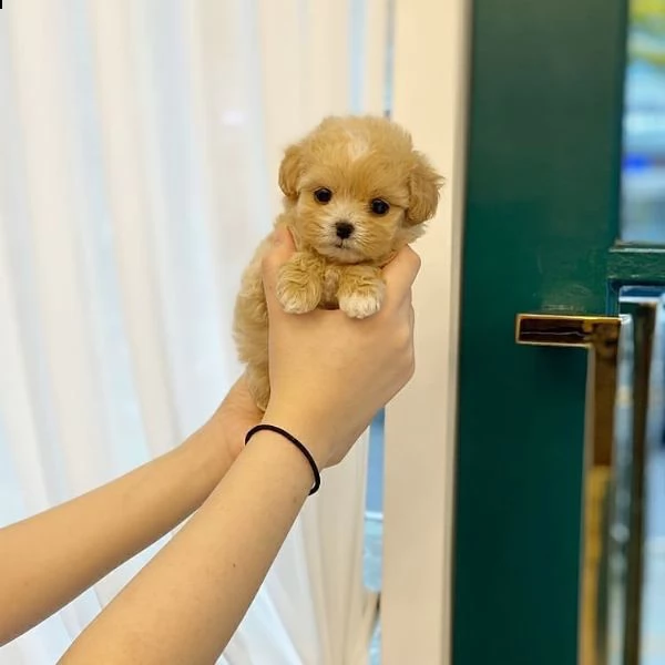 tazza da tè maltipoo   cuccioli