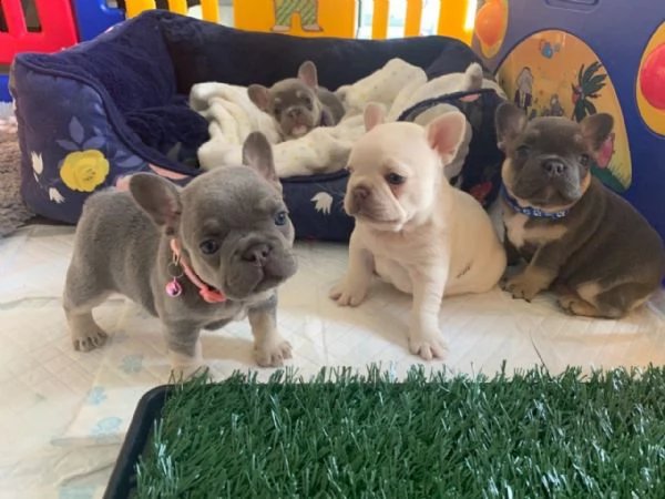 4 cuccioli di bulldog francesi / 12 settimane | Foto 1
