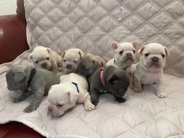 4 cuccioli di bulldog francesi / 12 settimane