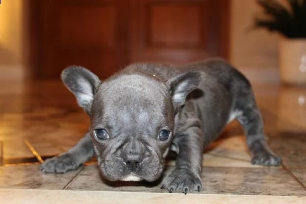 4 cuccioli di bulldog francesi / 12 settimane | Foto 0