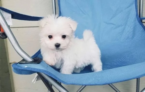 maltese cuccioli disponibili
