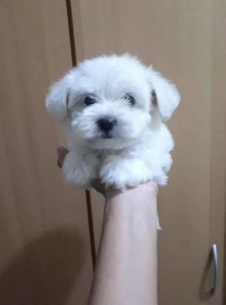 maltese cuccioli disponibili | Foto 2