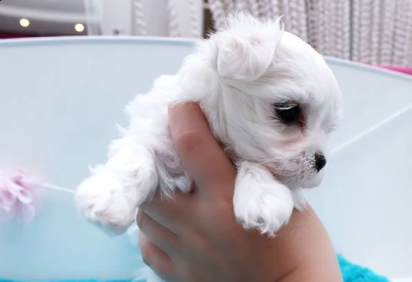 maltese cuccioli disponibili | Foto 1