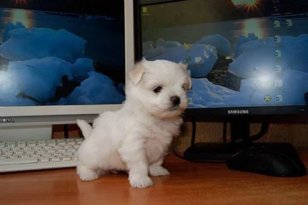 maltese cuccioli disponibili | Foto 0