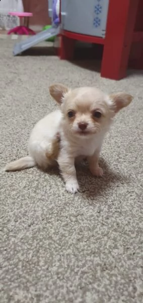 mini chihuahua welpen verfügbar annahme | Foto 4