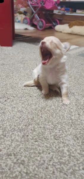 mini chihuahua welpen verfügbar annahme | Foto 3