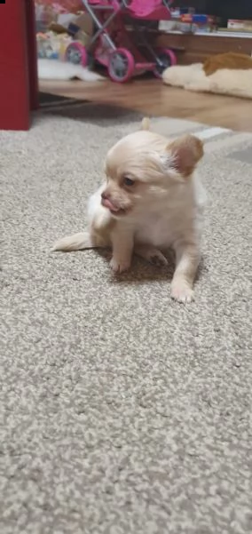 mini chihuahua welpen verfügbar annahme | Foto 2