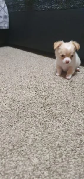 mini chihuahua welpen verfügbar annahme | Foto 1