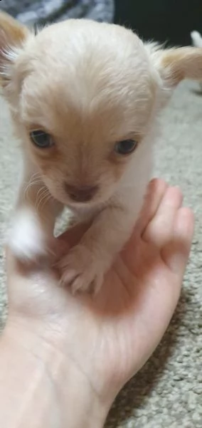 mini chihuahua welpen verfügbar annahme