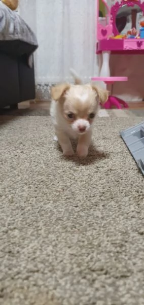 mini chihuahua welpen verfügbar annahme | Foto 0