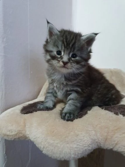 maine coon gattini | Foto 2