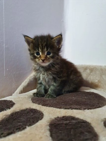 maine coon gattini