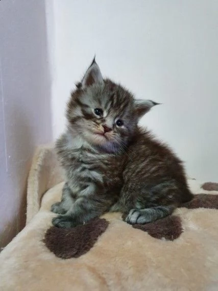 maine coon gattini | Foto 1