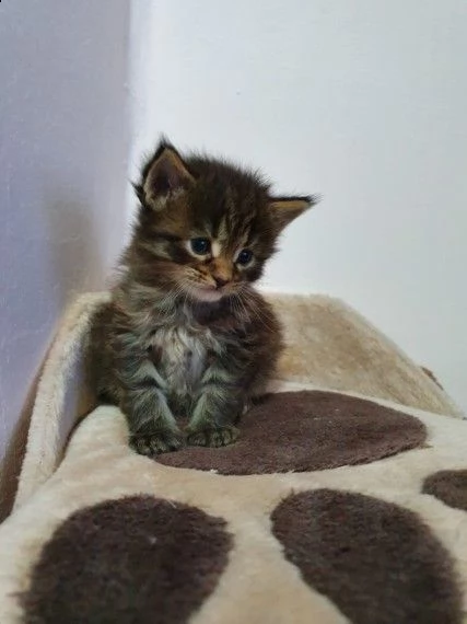 maine coon gattini | Foto 0