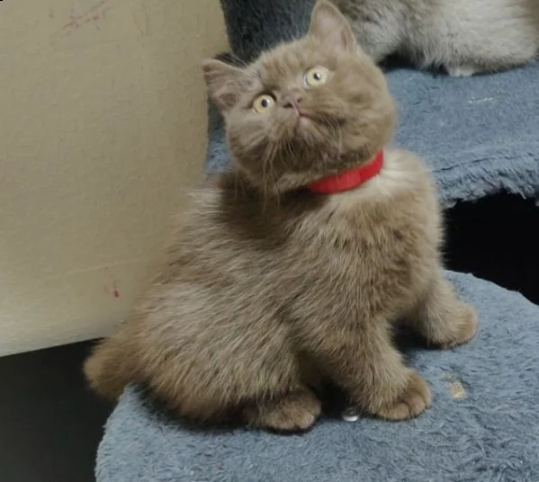 british shorthair cioccolato e blue smoke | Foto 4