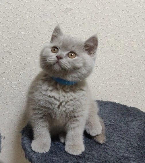 british shorthair cioccolato e blue smoke | Foto 3