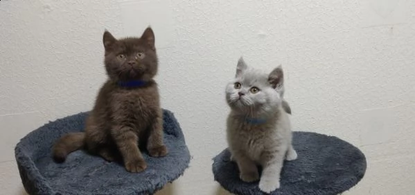 british shorthair cioccolato e blue smoke | Foto 2