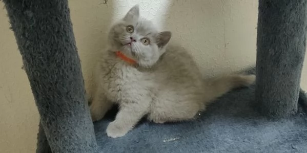 british shorthair cioccolato e blue smoke | Foto 1