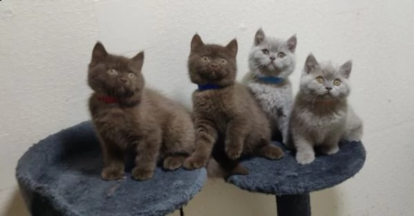 british shorthair cioccolato e blue smoke