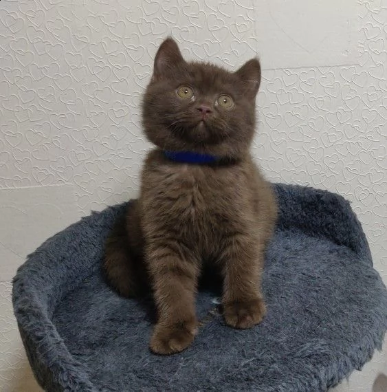british shorthair cioccolato e blue smoke | Foto 0